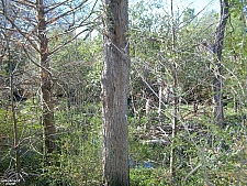 Piney Woods and Swamps