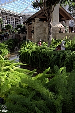 Gaylord Texan Resort