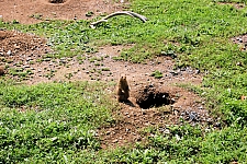 ZooAmerica