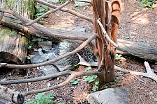 ZooAmerica