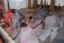 ZooAmerica