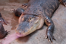 ZooAmerica