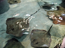 Sring Ray Reef