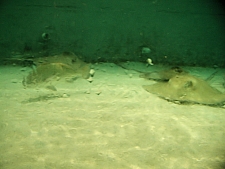 Sring Ray Reef