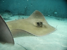 Sring Ray Reef