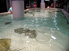 Sring Ray Reef