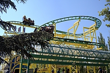 Wild Mouse