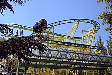 Wild Mouse