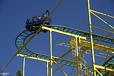 Wild Mouse