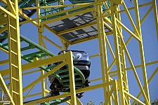 Wild Mouse