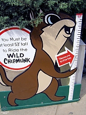 Wild Chipmunk