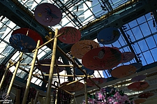 Conservatory and Botanical Gardens