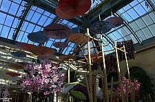 Conservatory and Botanical Gardens