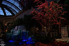 Conservatory and Botanical Gardens