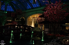 Conservatory and Botanical Gardens