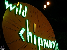 Wild Chipmunk