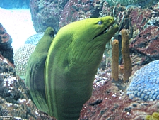 Aquarium Pyramid
