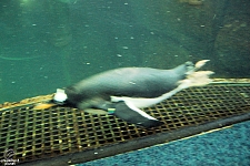 Aquarium Pyramid
