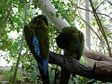 Rainforest Pyramid