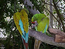 Rainforest Pyramid