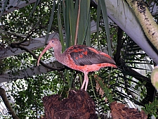 Rainforest Pyramid