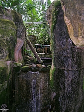 Rainforest Pyramid