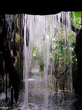 Rainforest Pyramid