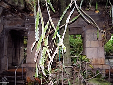 Rainforest Pyramid