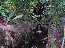 Rainforest Pyramid