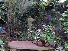 Rainforest Pyramid