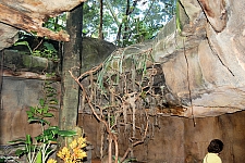 Rainforest Pyramid