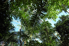 Rainforest Pyramid