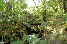 Rainforest Pyramid