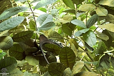 Rainforest Pyramid