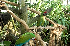 Rainforest Pyramid