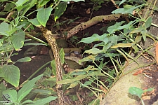 Rainforest Pyramid