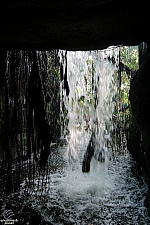 Rainforest Pyramid