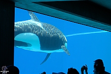 Marineland of Canada