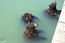 Marineland of Canada