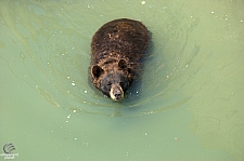 Marineland of Canada