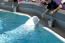 Marineland of Canada