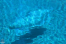 Marineland of Canada
