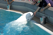 Marineland of Canada