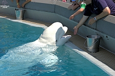 Marineland of Canada