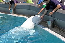 Marineland of Canada