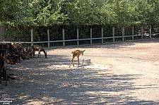 Marineland of Canada