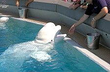 Marineland of Canada