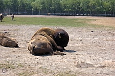 Marineland of Canada