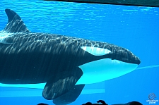 Marineland of Canada