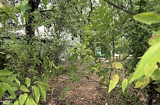 Playland Park